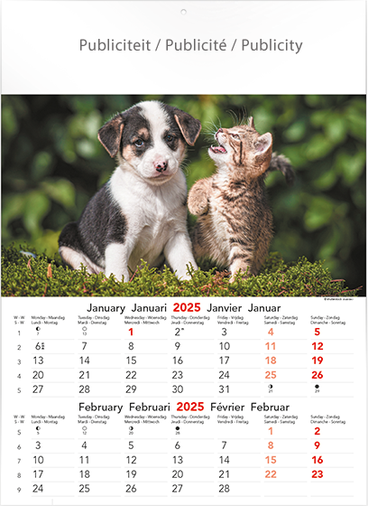 Muurkalender 2025 Cats & Dogs 6p 30x41