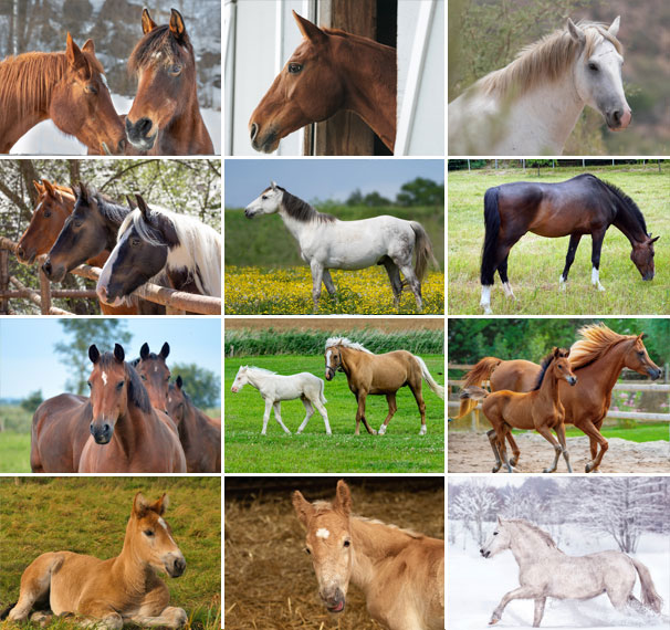 Muurkalender 2025 Horses 13p 30x47cm Prenten